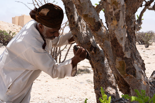 The Wonders of Boswellia Sacra Frankincense from Oman